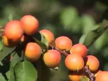 杏子颜色的秘密你知道多少