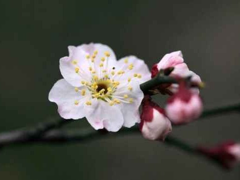 梅子变色记从青涩到甜蜜的色彩魔法