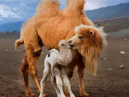 听说你想晓得骆驼是啥牌子？俺来给你唠明白！