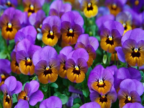 花色整理新法则：告别杂乱，用色彩与图案装点高级生活