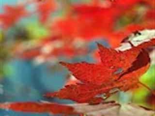 寻找秋天颜色 一场跨越山河的视觉盛宴