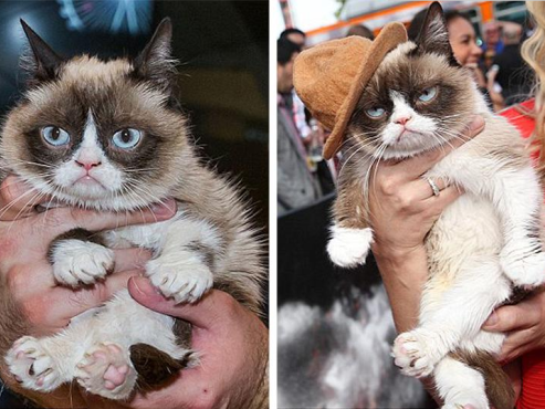 哎呀妈呀CAT这个缩写可把我整迷糊了原来这么多意思